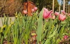Tulipany na Helenowskiej