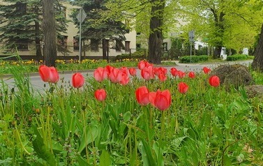Tulipany na Jana Pawła II (1)