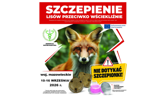Szczepienie lisów przeciwko wściekliźnie na Mazowszu
