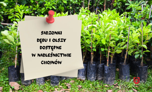 Nadleśnictwo Chojnów oferuje sadzonki dębu i olszy